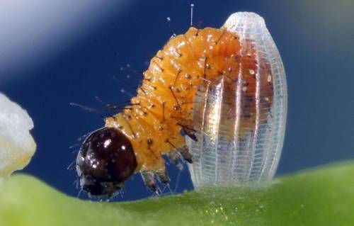 图4 变身:毛毛虫宝宝正在破卵而出,不久后它就会拼命吃东西,在变成蛹